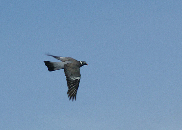 Duvjakt