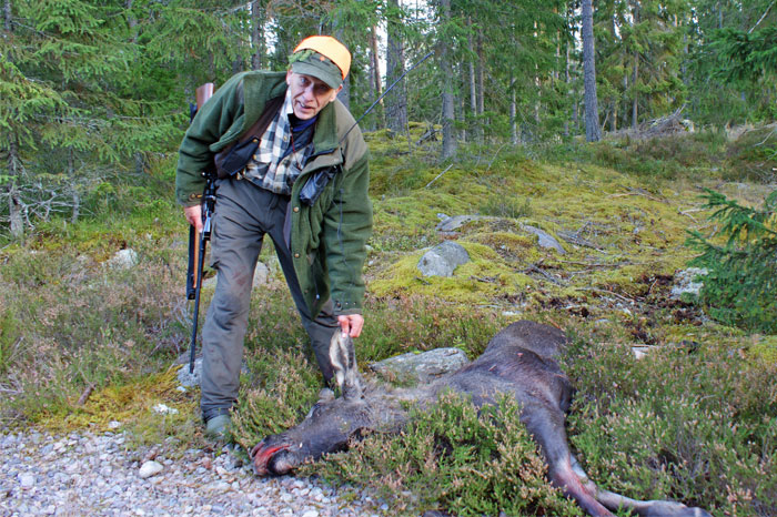 Kalv 3 i sista drevet dag 1. Skytt Stellan. Pass BO7.