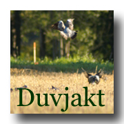 Duvjakt - Småland
