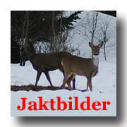 Jaktbilder